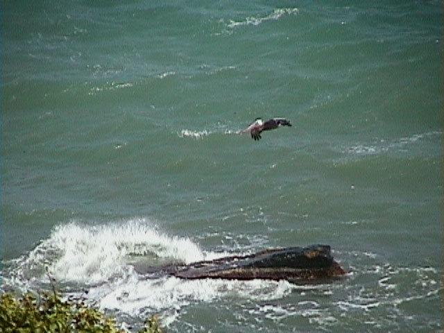 El Pelicano, Maunabo, PR